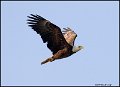 _0SB8813 american bald eagle